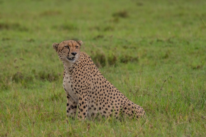 Cheetah - R3.2583
