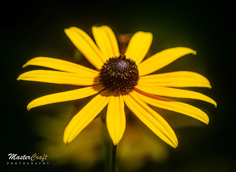 Black Eyed Susan - Longwood Gardens 2020