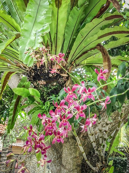 Orchids,  Bali  (Indonesia)    IMG_9589 - Christine van Roggen