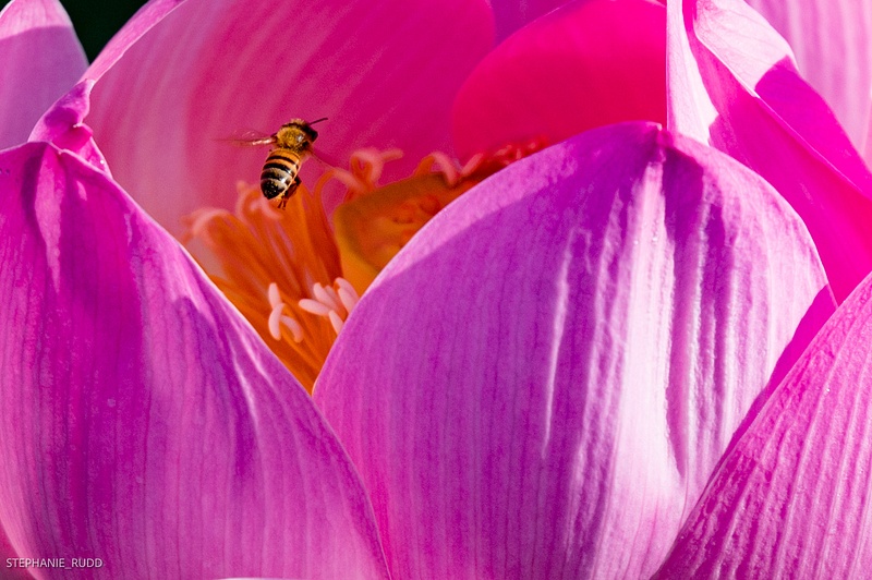 lotus with  bee 2