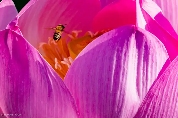 lotus with  bee 2 by StephanieRudd