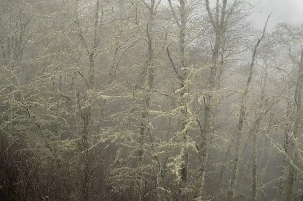 Trees In Mist by StephanieRudd