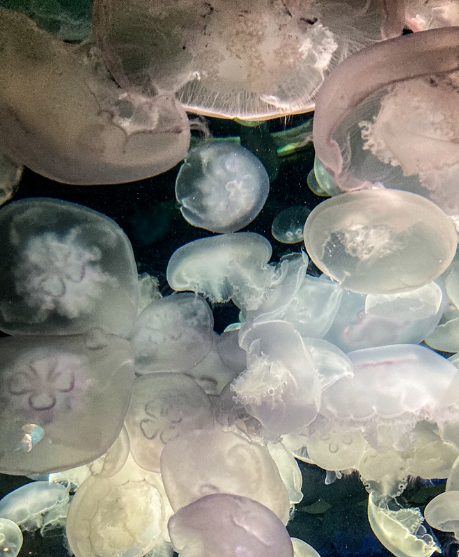 Pastel Jellyfish