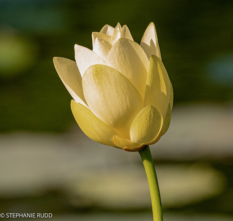 favorite yellow lotus