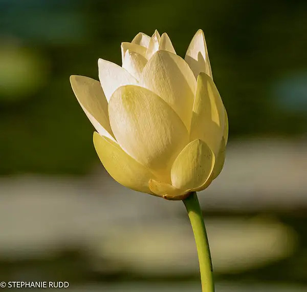 favorite yellow lotus by StephanieRudd