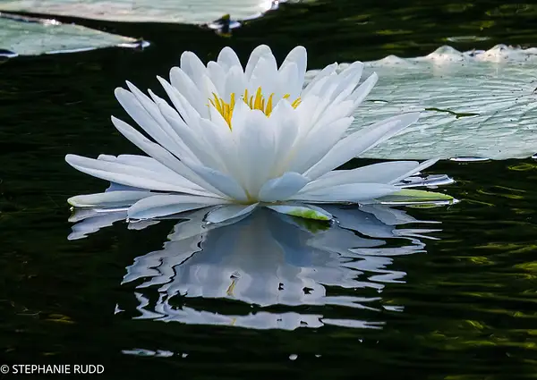 lotus reflection by StephanieRudd