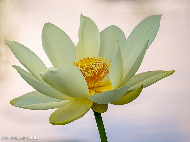 Open yellow lotus