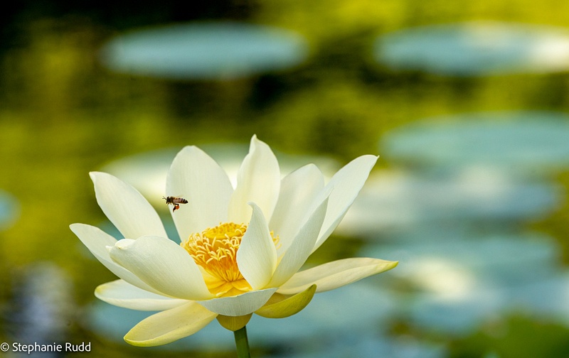 yellow lotus with bee