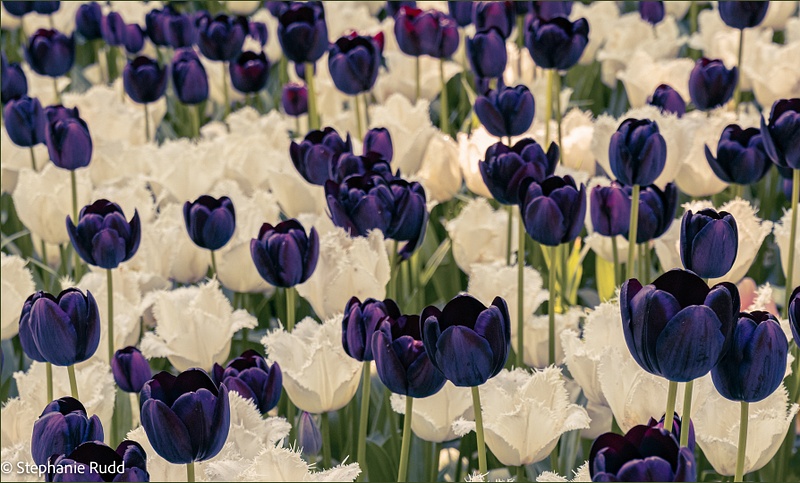 purple & white tulips