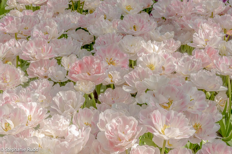 pink & white tulips
