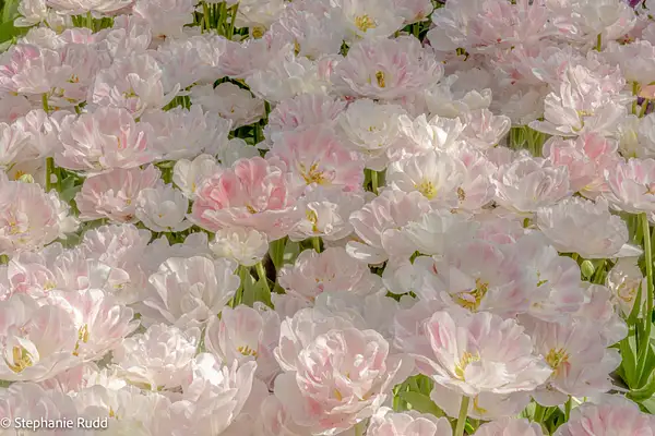 pink & white tulips by StephanieRudd