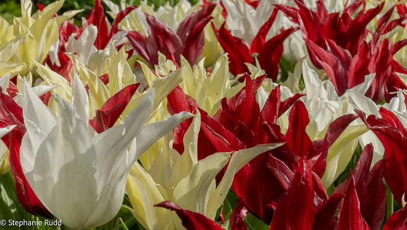 red, white & yellow tulips