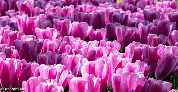 rows of pinks by StephanieRudd