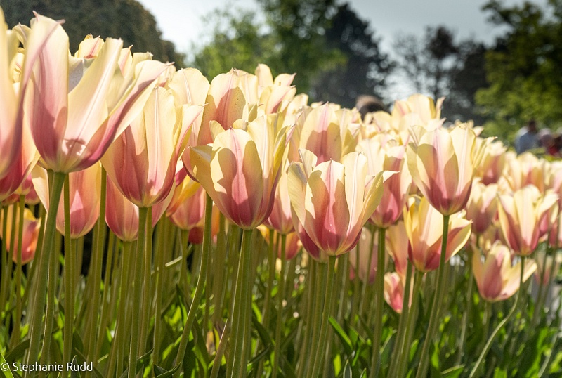backlit tulips