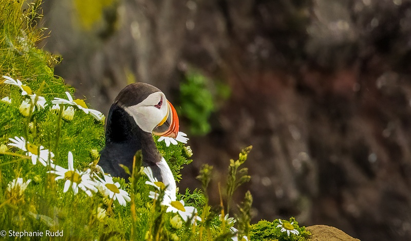 Puffin in the Flowers