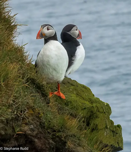 Two Puffins by StephanieRudd