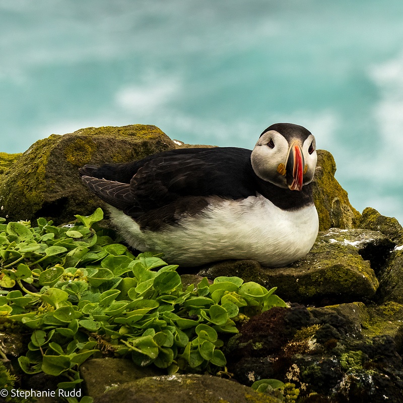 Resting Puffin