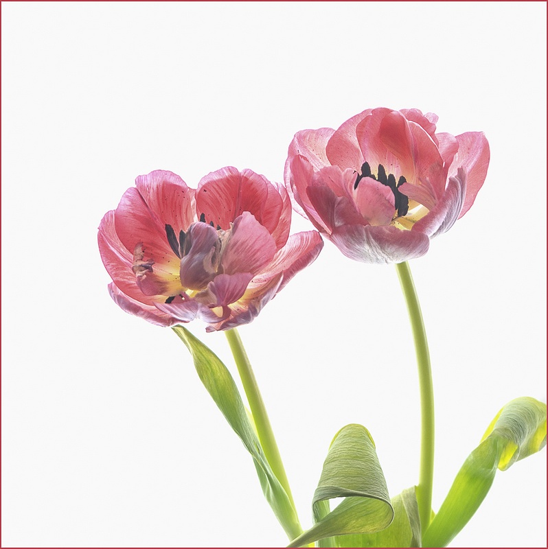 Double Tulips High Key