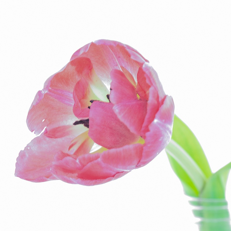 Single Tulip High Key