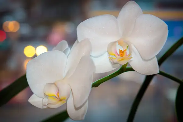Орхидея by Hogfather