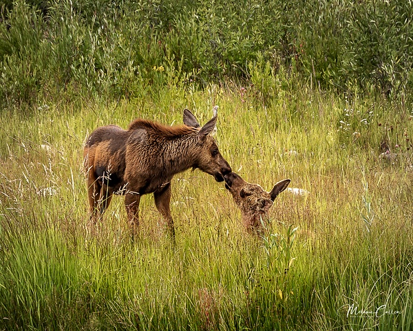 Moose Siblings Nuzzle - Wildlife and Nature - Melanie Cullen