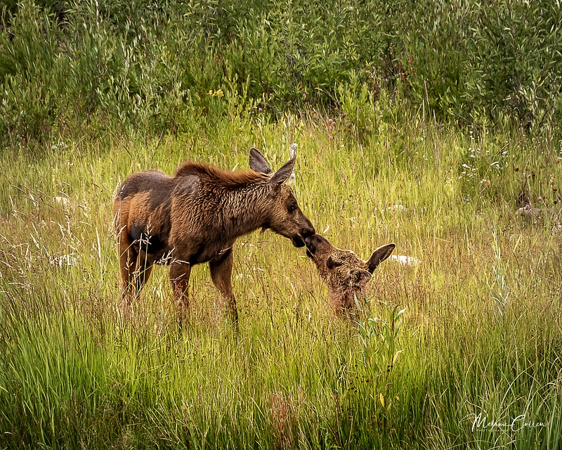 Moose Siblings Nuzzle