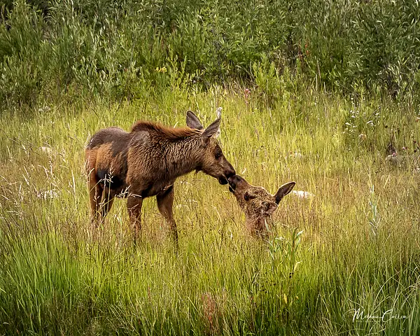 Moose Siblings Nuzzle by Melanie Cullen