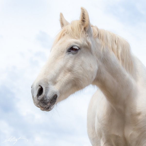 White-Quartz-Horse-Mustang-Head-Winter-1x1 - Sanctuary Mustangs - ResonantPhotos 