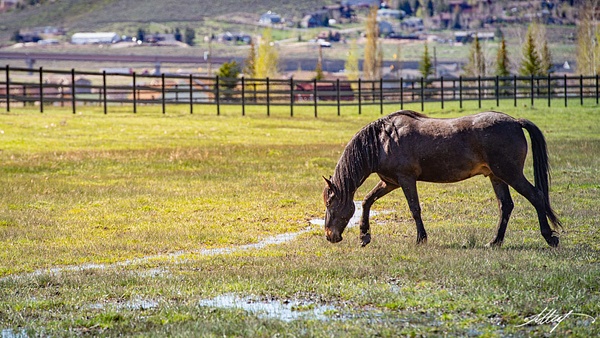 Horse-Brawnson-Mustang-Body-Spring-Water-16x9 - Sanctuary Mustangs - ResonantPhotos