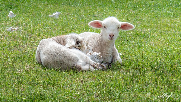 Lambs-Sleep-Sheep-Skull-Spring-1-16x9 - wildlife, cattle bird, horse, goat, mountain cottontail, elk