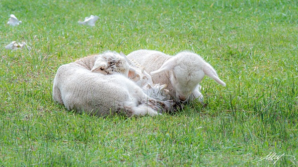 Lambs-Sleep-Sheep-Skull-Spring-16x9 - wildlife, cattle bird, horse, goat, mountain cottontail, elk
