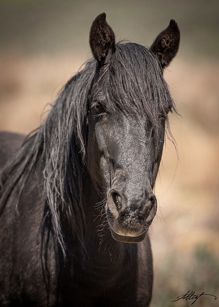 Durango-Horse-Wild-Mustang-Black-Star-Head-Spring-5x7 - Sanctuary Mustangs - ResonantPhotos 