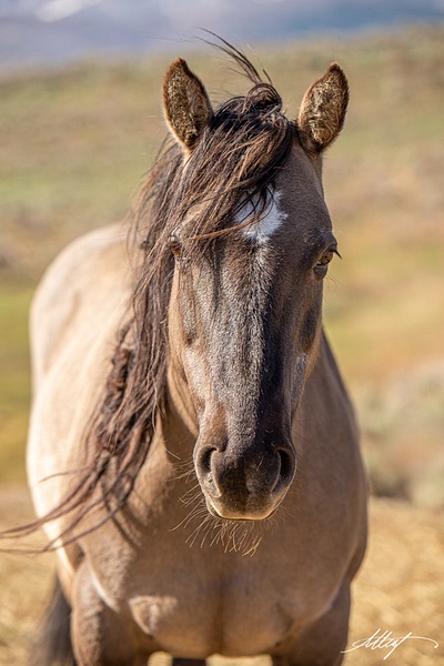 Wind-Walker-Mare-Horse-Mustang-Grulla-Star-Head-Winter-4x6 - Sanctuary Mustangs - ResonantPhotos
