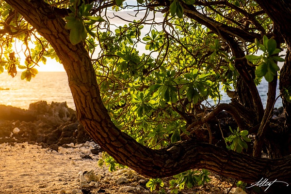 Hawaii-Mangrove-Tree-Pacific-Ocean-Sunset-4x6 - Water Scenes - ResonantPhotos 