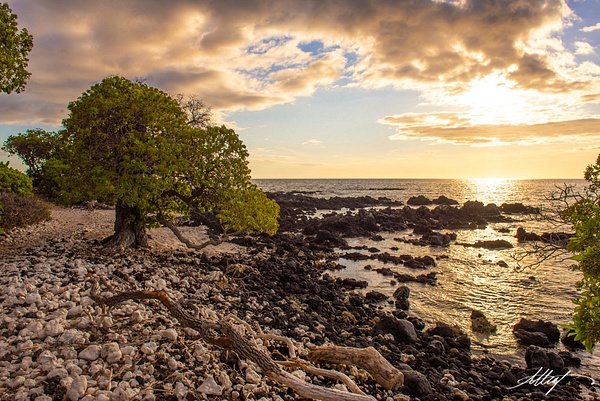 West-Side-Hawaii-Mangrove-Tree-Lava-Rock-Ocean-Sunset-4x6 - Water Scenes - ResonantPhotos