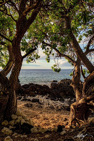 Hawaii-Mangrove-Tree-Sunset-Lava-Ocean-Leaves-Maui-4x6 - Water Scenes - ResonantPhotos 