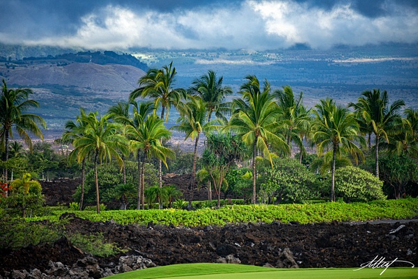 Hawaii-Palms-Coconut-Trees-Black-Lava-Rock-Green-Blue-4x6 - Water Scenes - ResonantPhotos