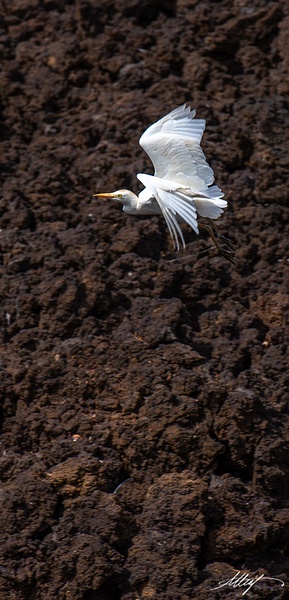 Hawaii-Bird-Cattle-Egret-Flight-Over-Lava-Rock - Water Scenes - ResonantPhotos