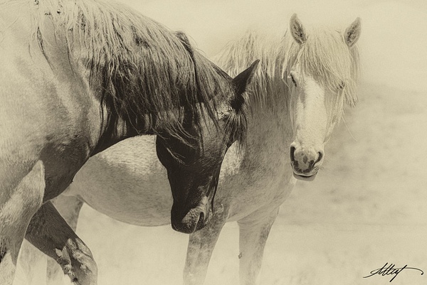 Durango-Shakira-Horses-Mustangs-Fall-Together-4x6 - Sanctuary Mustangs - ResonantPhotos
