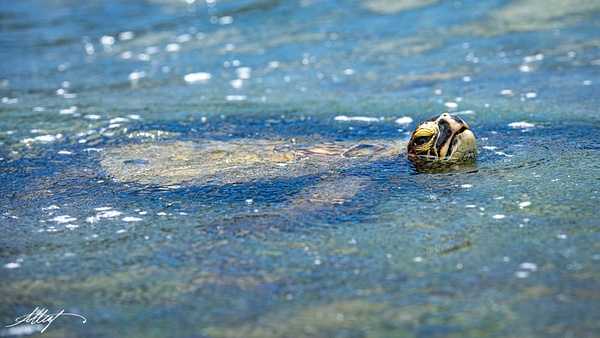 Hawaii-Green-Sea-Turtle-Pacific-Ocean-Bay-Taking-Breath-16x9 - Water Scenes - ResonantPhotos