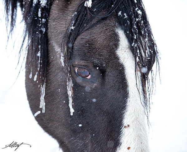Kokopelli-Mustang-Horse-Gruella-Winter-Blaze-Head-Eye-8x10 - Sanctuary Mustangs - ResonantPhotos 