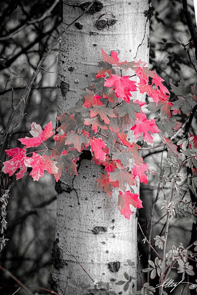 Utah-Fall-Colors-Oaks-Reds-B&amp;W-5x7 - Landscape &amp; Floral - ResonantPhotos