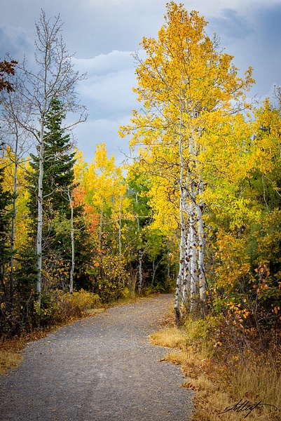 Fall-Aspens-Yellows-Greens-Path-2-5x7 - Landscape &amp; Floral - ResonantPhotos 