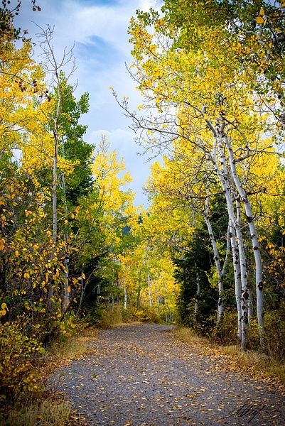Fall-Aspens-Yellows-Greens-Path-5x7 - Landscape &amp; Floral - ResonantPhotos