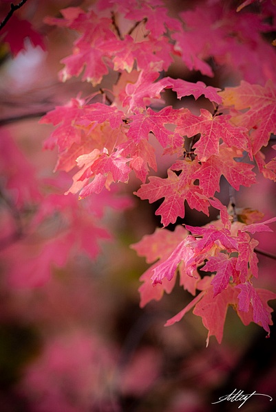 Utah-Fall-Colors-Oaks-Reds-8-5x7 - Landscape &amp; Floral - ResonantPhotos