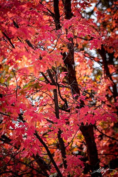 Utah-Fall-Colors-Oaks-Reds-7-5x7 - Landscape &amp; Floral - ResonantPhotos 