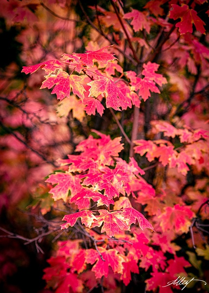 Utah-Fall-Colors-Oaks-Reds-6-5x7 - Landscape &amp; Floral - ResonantPhotos 