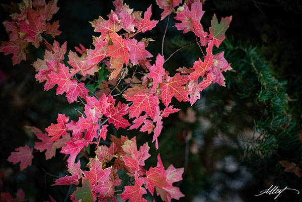 Utah-Fall-Colors-Oaks-Reds-4-5x7 - Landscape &amp; Floral - ResonantPhotos 