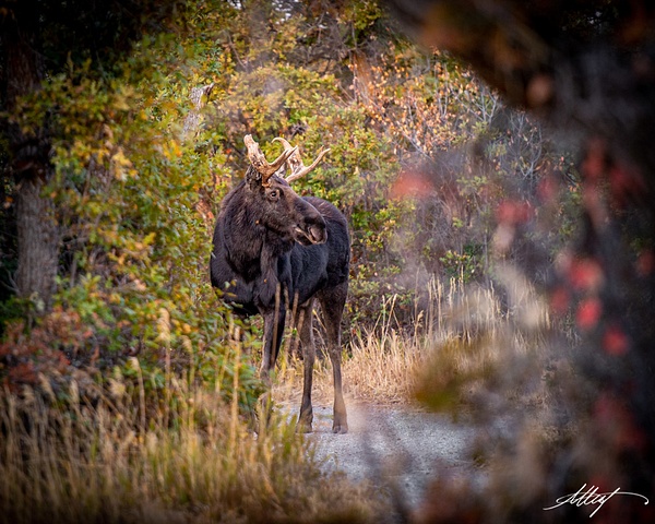 Young-Bull-Moose-Utah-Fall-4x5 - wildlife, cattle bird, horse, goat, mountain cottontail, elk