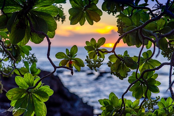 Hawaii-Mangrove-Tree-Pacific-Ocean-Sunset-Leaves-4x6 - Water Scenes - ResonantPhotos